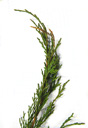 savine juniper (juniperus sabina). 2009-01-26, Pentax W60. keywords: sefistrauch, genevrier sabine, sabina